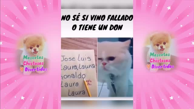 Videos de mascotas muy graciosas no te lo pierdas