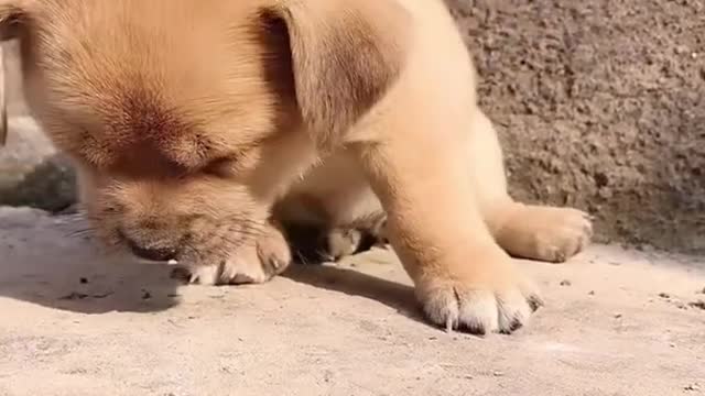 Cute Puppy