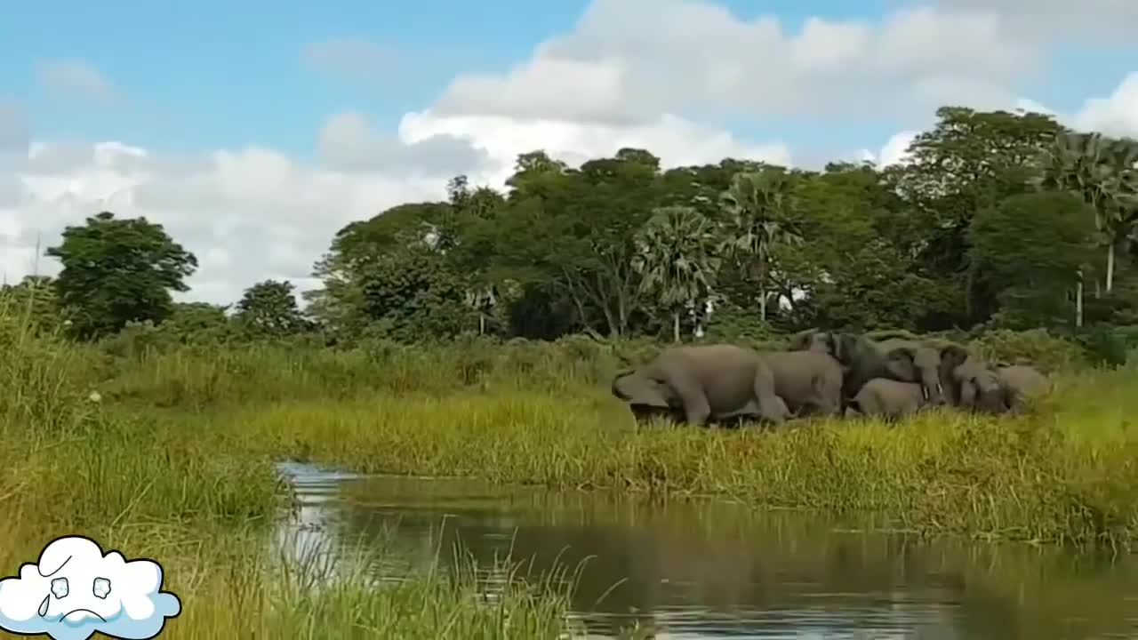 Crocodile vs Elephant fight