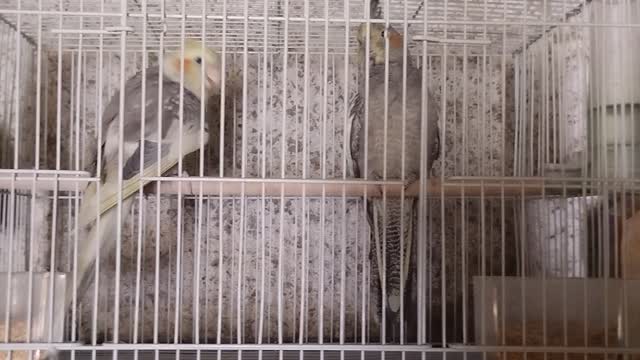 my birds are beautiful