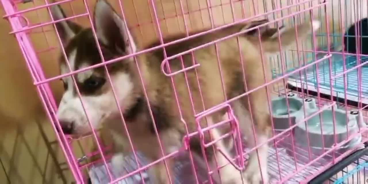 Two little Huskies and their powder cages