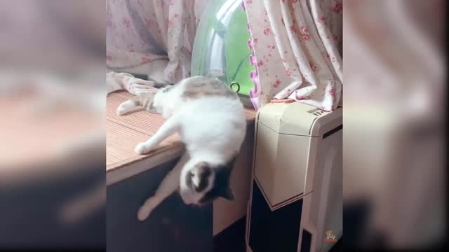 //028/Funny Dog Cat Animal Videos. lovely baby cat... Baby Dogs...