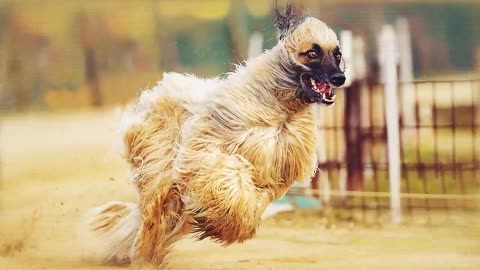 These Dogs Can Run Faster Than Usain Bolt