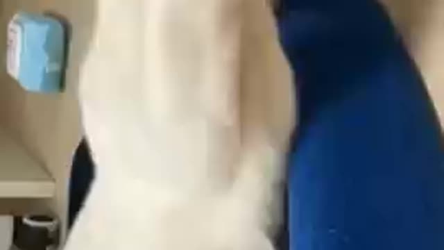 cute cat videos 😹 funny videos 😂