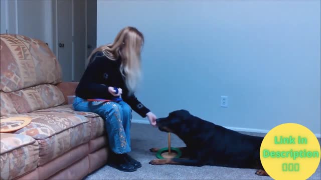 Brain Training for Dogs - Turn Your Dog into a Genius!
