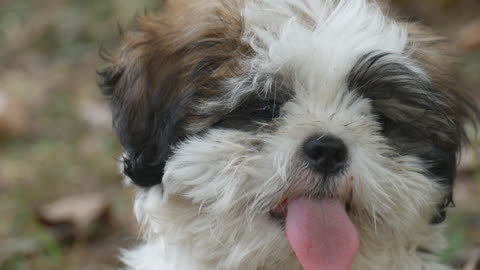 A Little Dog With The Tongue Out