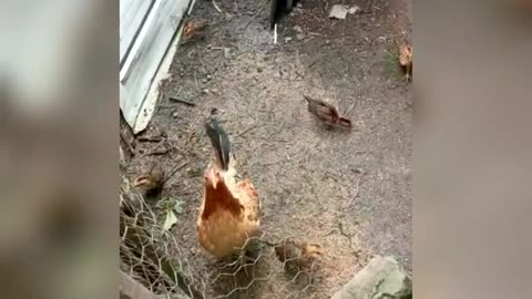 Hen and chicks