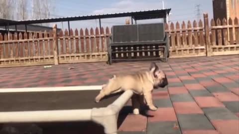 Dog stunt front flip new funny video
