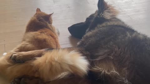 Cat Cuddles With German Shepherd