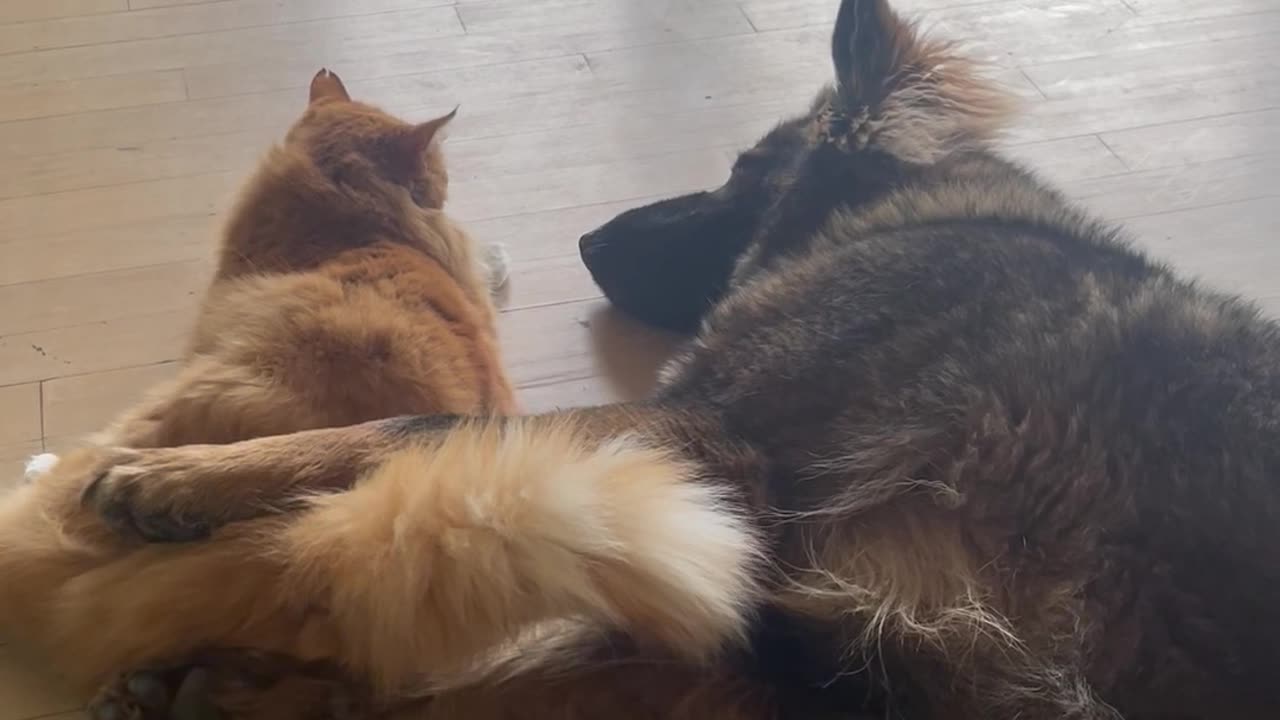 Cat Cuddles With German Shepherd