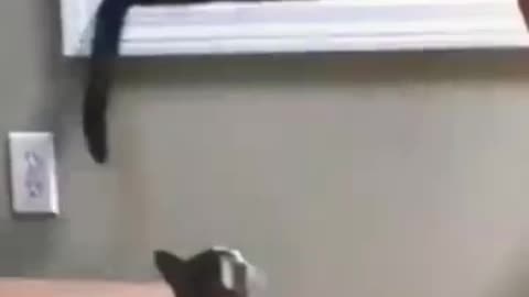 Funny animals videos