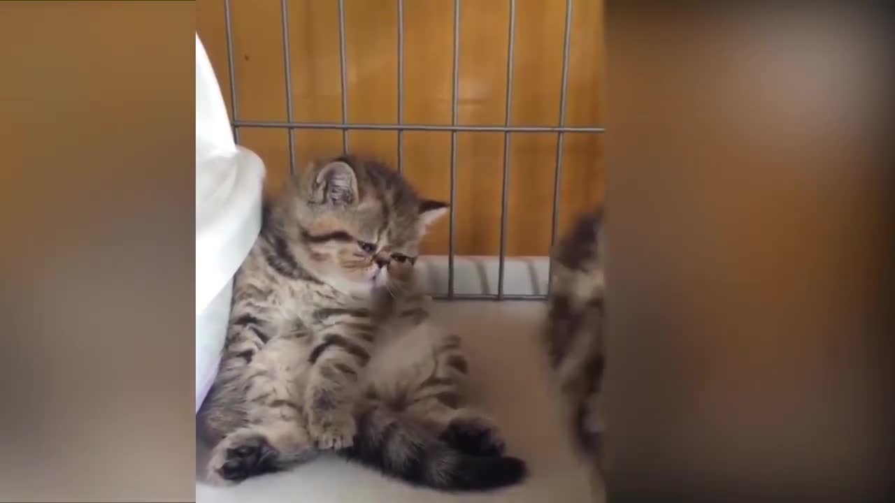 Tiktok CATS,funny video