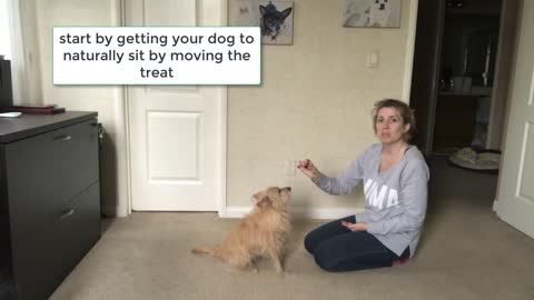 Teach Your Dog to Sit - Force Free Positive Dog Training