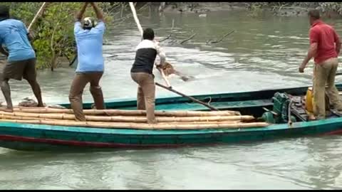 Royal Bengal tiger Acctack a Fishing boat
