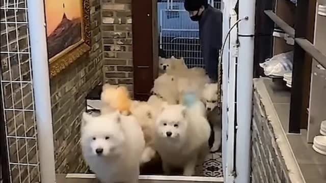 What is the experience of going out with a group of Samoyed dogs at home?