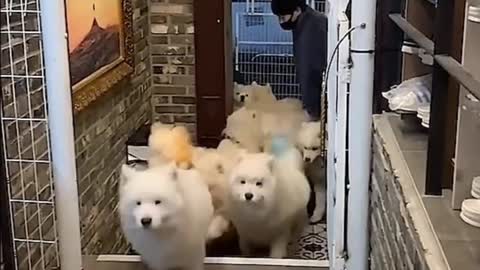 What is the experience of going out with a group of Samoyed dogs at home?