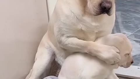 He is still small and not to blame.