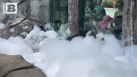 Unbearably Adorable: Watch a 450lb Bear Enjoy a Bubble Bath