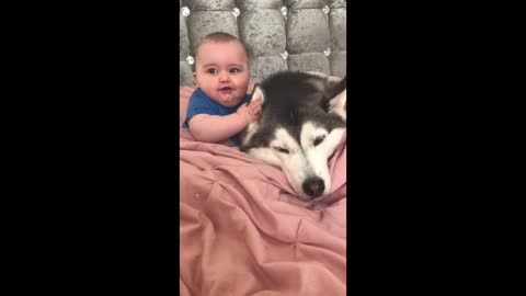 Love Between My Husky & Baby!! _CUTEST EVER!_ _WITH MUSIC_