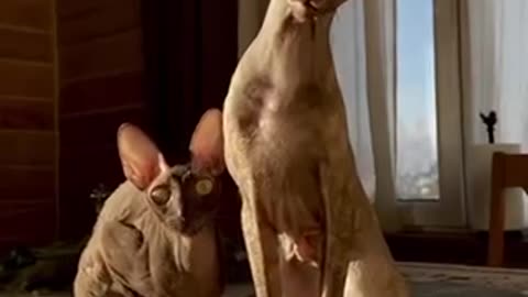 Sphynx cats