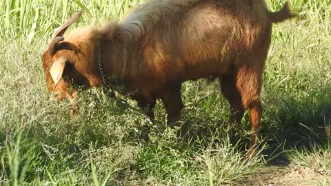 neighbor's goat Fred