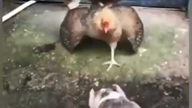 Funny chicken vs. dog fighting