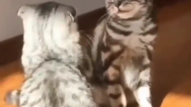 Funny Cat Fight Like a Smackdown
