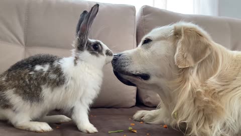 Golden Retriever Thinks He is a Rabbit