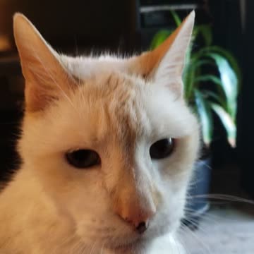 When your cat loves you