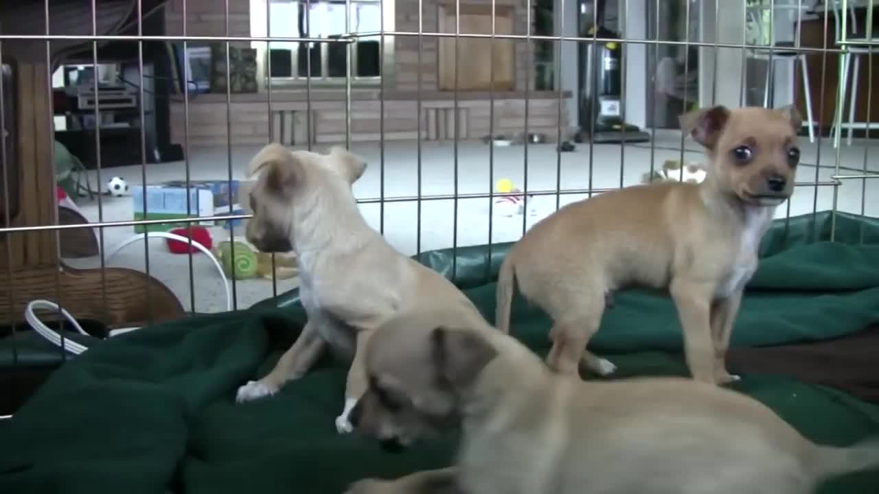 Chihuahua Puppies Started by Dog,s Bark