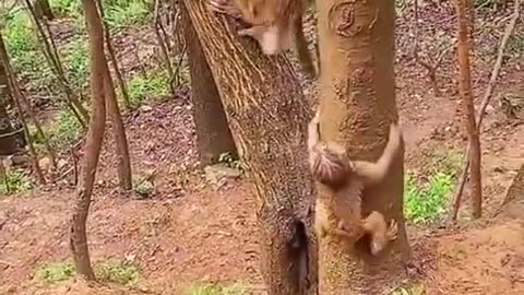 Best Funny Monkey Videos, #36 Cute Baby Monkey, Monkey Happy Family,