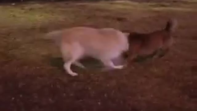 Two dogs like playing here best