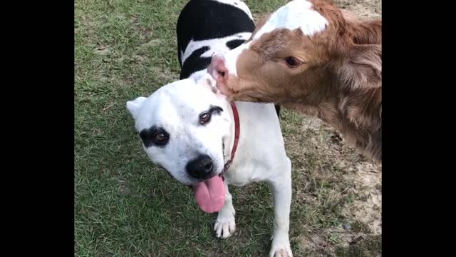 Dog and cow loving