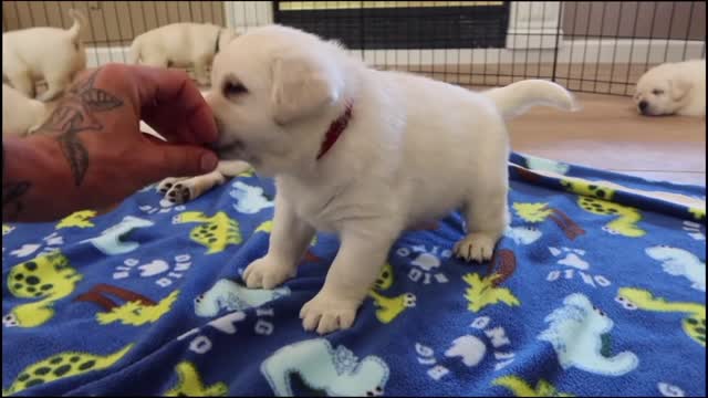 Puppies First Belly Rubs EVER!!!