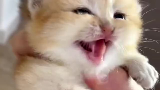 Baby Cats - Cute and Funny Cat Videos Compilation &13 || Cutest Kitten