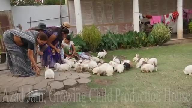 Cute Animal Rabbits as Pets Video | Rabbit Farming in India | Indian Rabbit | ढेर सारे खरगोश