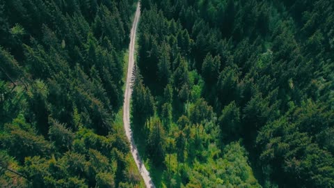 Forest Path Road House Aerial View