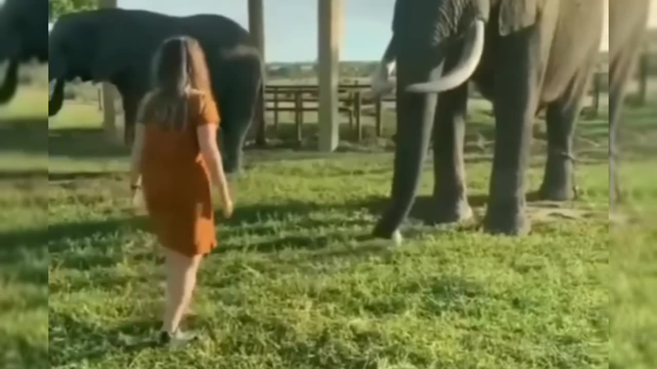 Funny and wise animals
