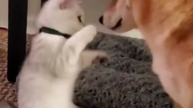 Shorts Funny Animals - Cats 🐾 Shorts Animals