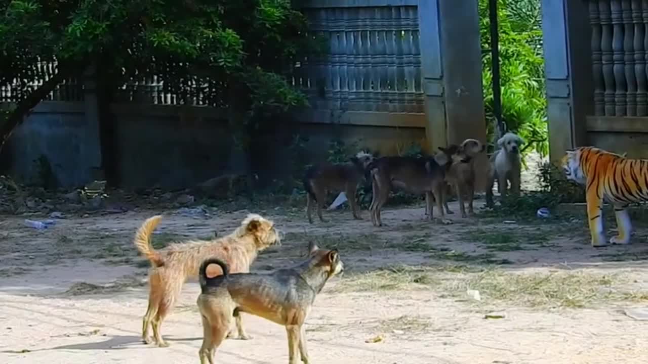 Troll Prank Dog Funny & fake Lion and Fake Tiger Prank To dog ,Huge Box Prank