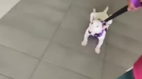 Baby Dogs 🐶 Cute and Funny Dog