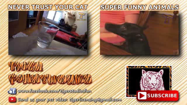 CATS will make you LAUGH YOUR HEAD OFF - Funny CAT compilation@