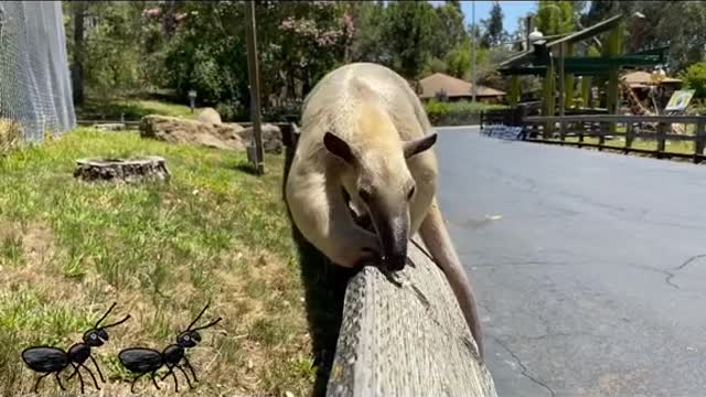 Tamandua#coolanimal#anteater#animallover