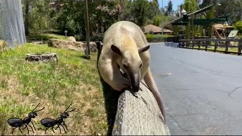 Tamandua#coolanimal#anteater#animallover