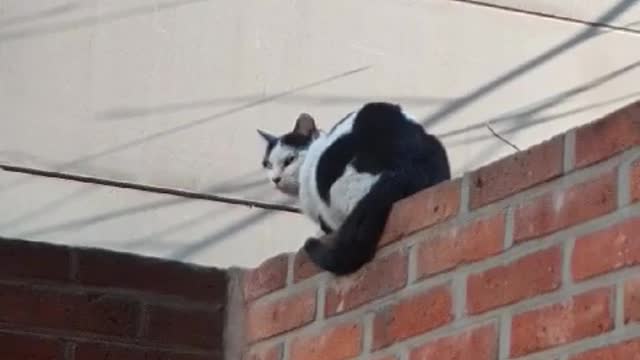 Wall cat