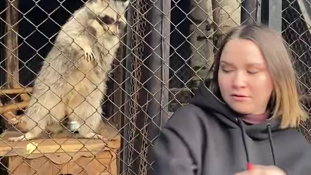 Woman Dances With Raccoon at the Zoo