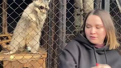 Woman Dances With Raccoon at the Zoo