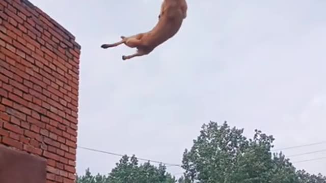 Dog jumping training