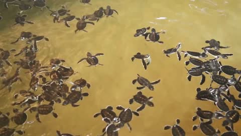 Baby turtles swimming in a pool at a turtle hatchery in Sri Lanka