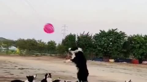 Dogs Playing Balloon 🎈